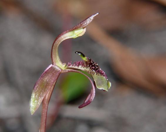 Chiloglottis trilabra - Tall Bird Orchid.jpg